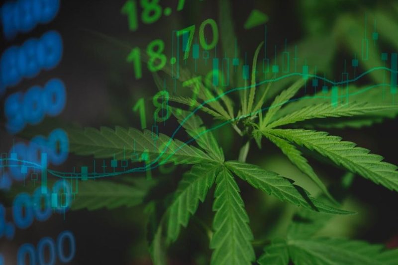 Cannabis Market 2025 Year-End Review